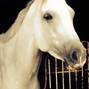 Meet your Posher, Robin